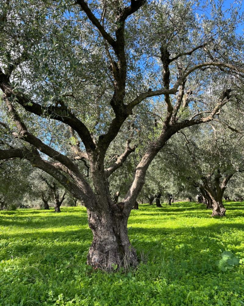 Olivenbaum auf unserer Olivenfarm