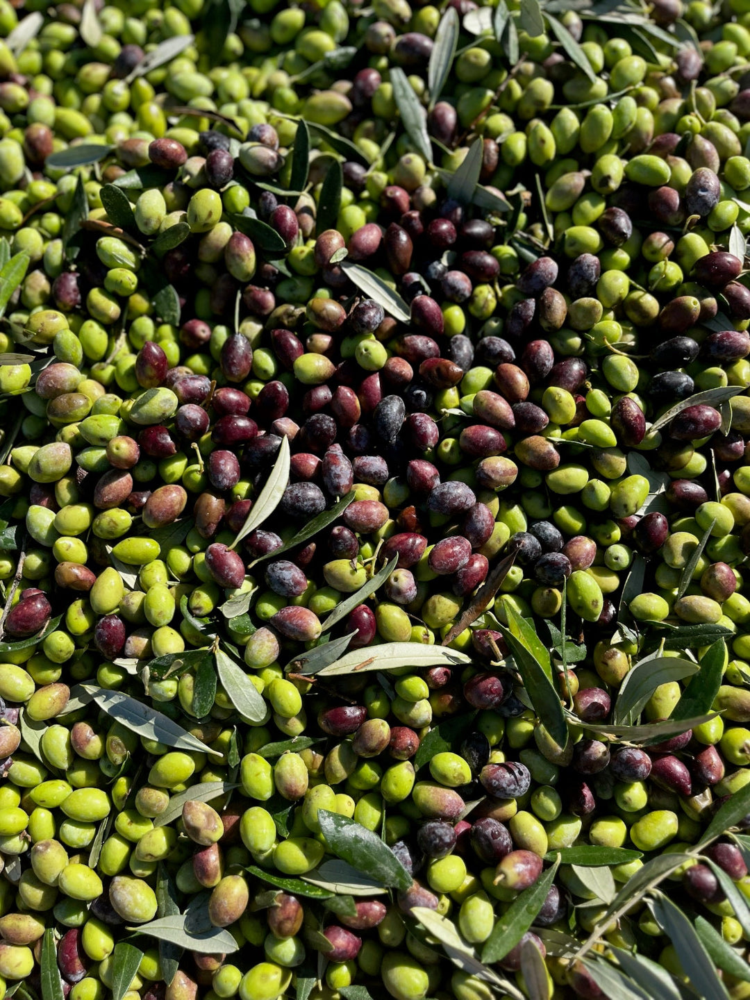 Oliven Nahaufnahme von der Ernte